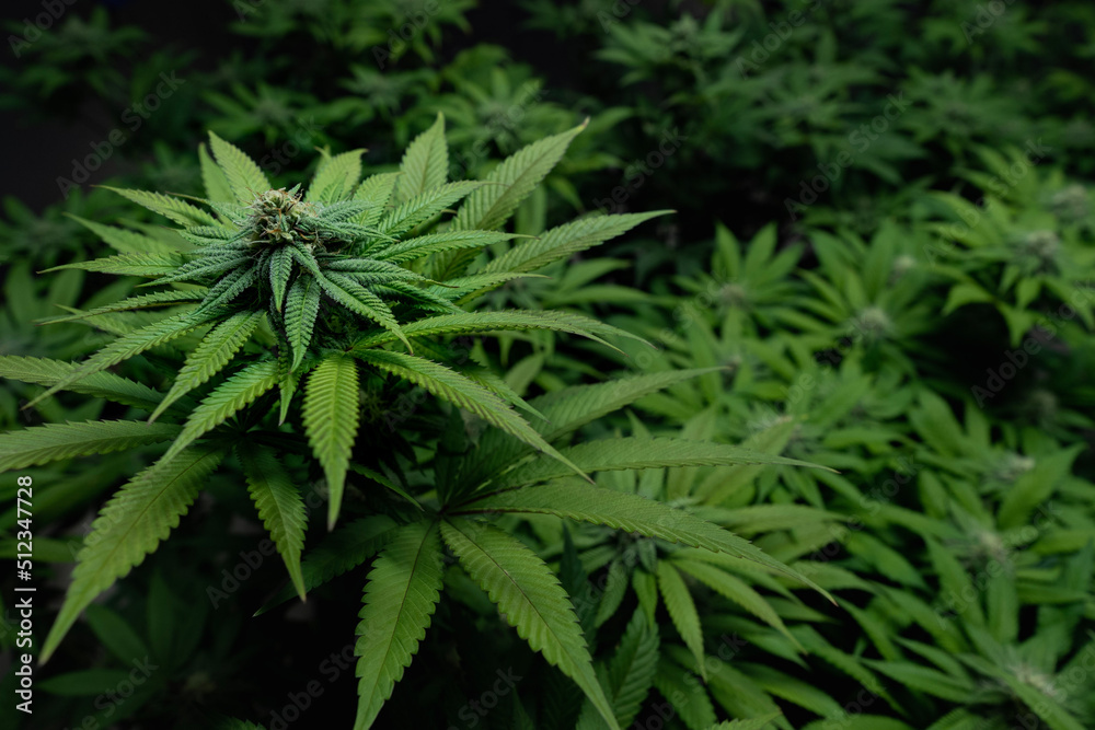 Cannabis Week 2 of Flower Cannabis Week 2 of Flower