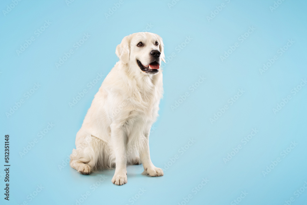 Cute ladrador dog resting and looking away, sitting on floor isolated over blue studio background, copy space, banner Cute ladrador dog resting and looking away, sitting on floor isolated over blue studio background, copy space, banner