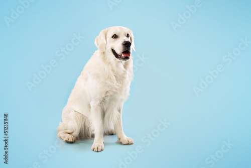 Cute ladrador dog resting and looking away, sitting on floor isolated over blue studio background, copy space, banner