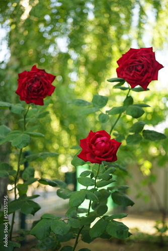 Red roses bush grow in sunny summer garden
