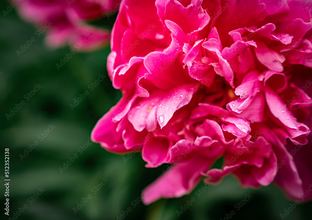 Pink peony on a green background