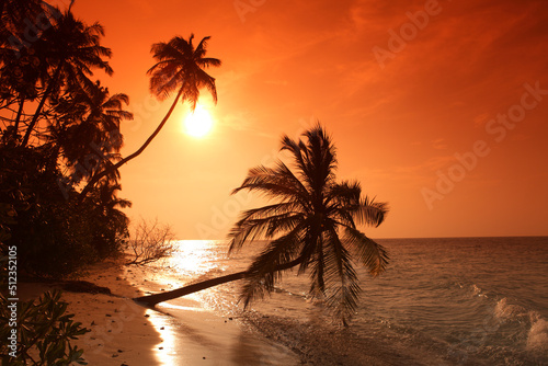 Fototapeta Naklejka Na Ścianę i Meble -  Palm on the beach at sunset, Filitheyo island, Maldives