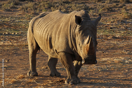 rhino in the wild © paultate