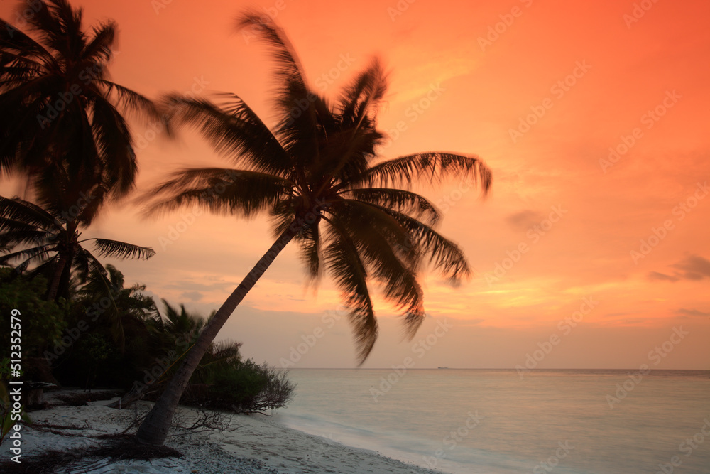 Palm on the beach at sunset, Filitheyo island, Maldives