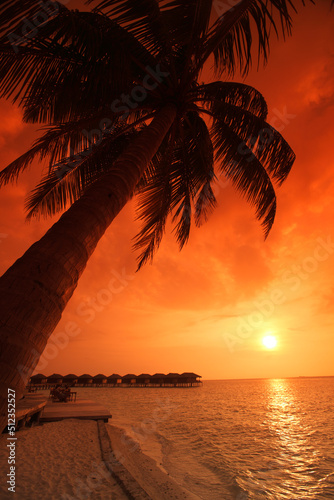 Palms at sunset at Filitheyo island  Maldives