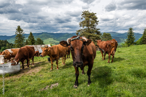 Cow grazing on green pasture meadow in Pieniny Mountains in Poland at spring © marcin jucha