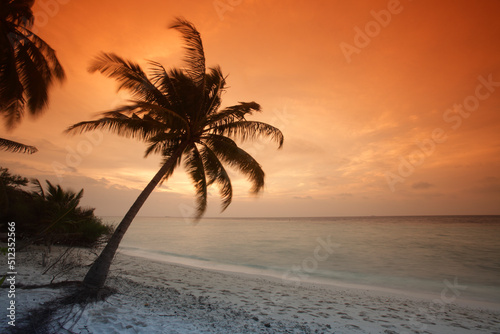 Palm on the beach at sunset  Filitheyo island  Maldives