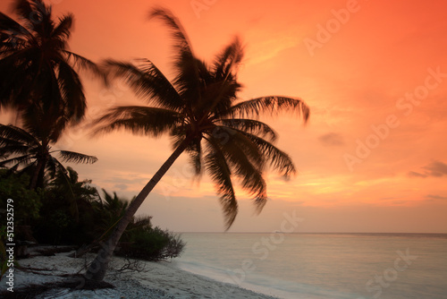 Palm on the beach at sunset, Filitheyo island, Maldives © Massimo Pizzotti