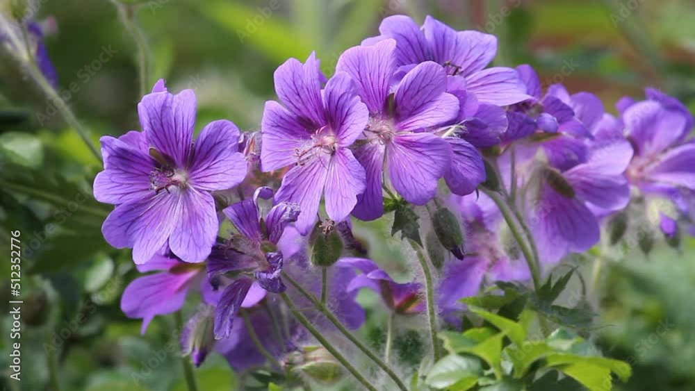 Flowers of purple cranesbill (Geranium magnificum) plant in summer garden Flowers of purple cranesbill (Geranium magnificum) plant in summer garden
