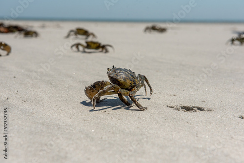 Photography Family of crabs on sandlflats beach in ocean in Plymouth, Massachusetts in cape