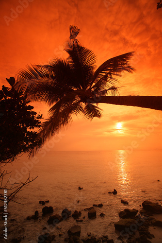 Palm tree at sunset, Biyadhoo island, Maldives photo