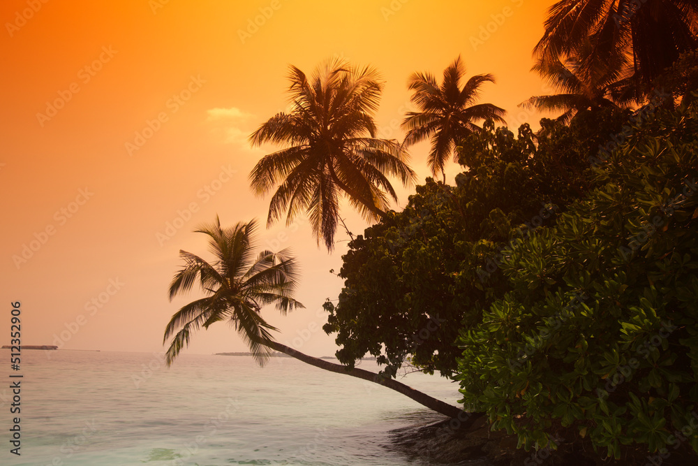Palm trees at sunset, Biyadhoo island, Maldives