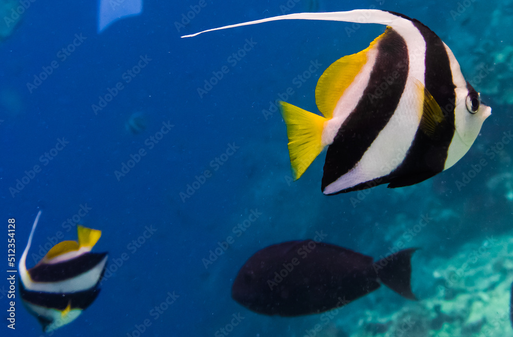 Obraz premium Sipadan Island Underwater Coral Fish
