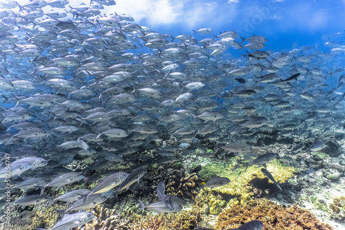 Sipadan Island Underwater Coral Fish