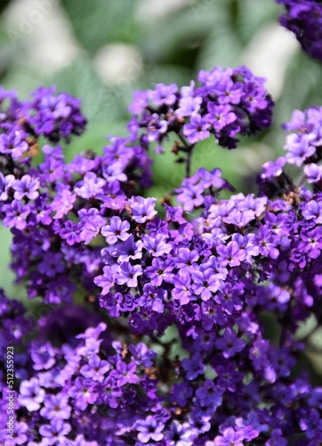 flowers in a garden