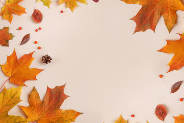 Frame of colorful red and yellow autumn leaves with cones and rowan berries on trendy beige background. First day of school, back to school, fall concept. 