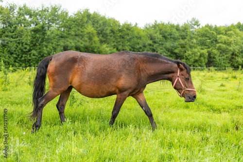 Mountain horse grazes grass on green meadow on cloudy summer day