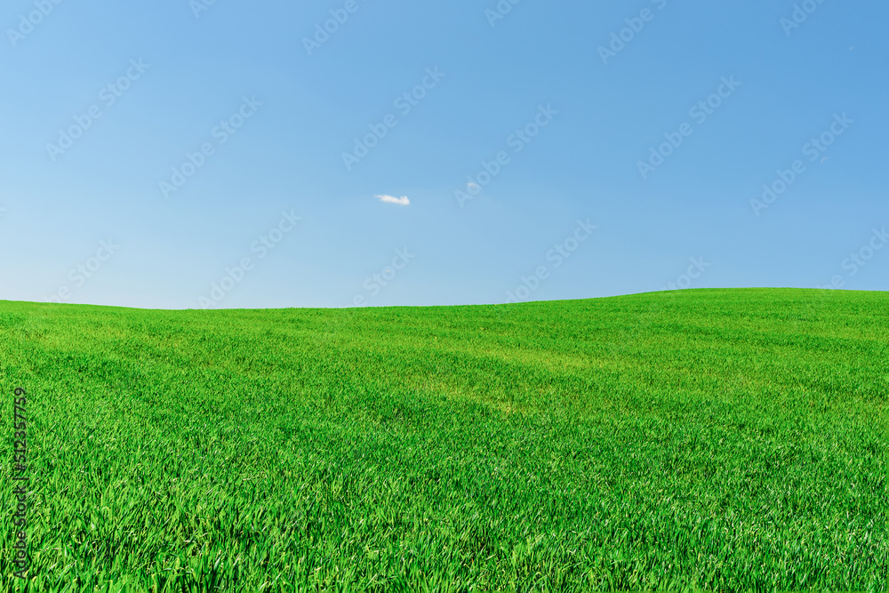 Obraz premium Green wheat spring field landscape with blue sky.Green agrultural field and blue clear day sky.