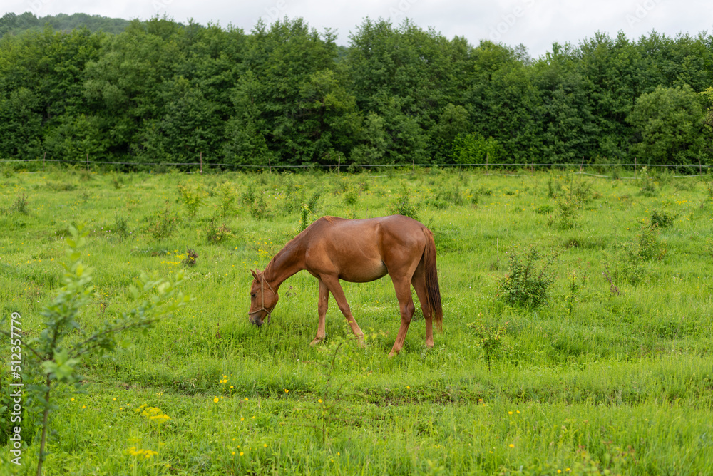 Mountain horse grazes grass on green meadow on cloudy summer day