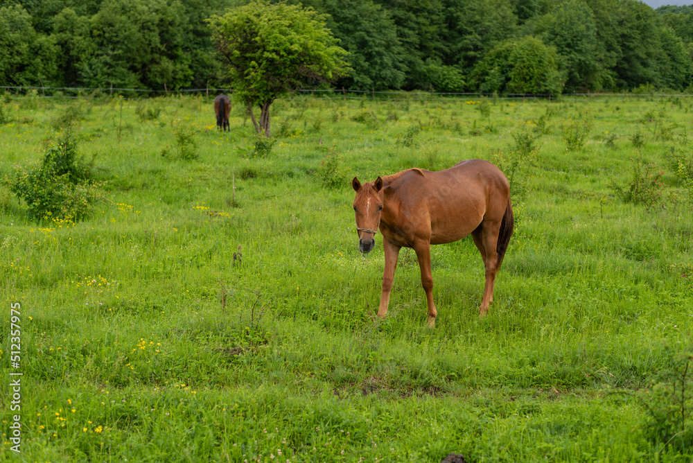 Mountain horse grazes grass on green meadow on cloudy summer day Mountain horse grazes grass on green meadow on cloudy summer day