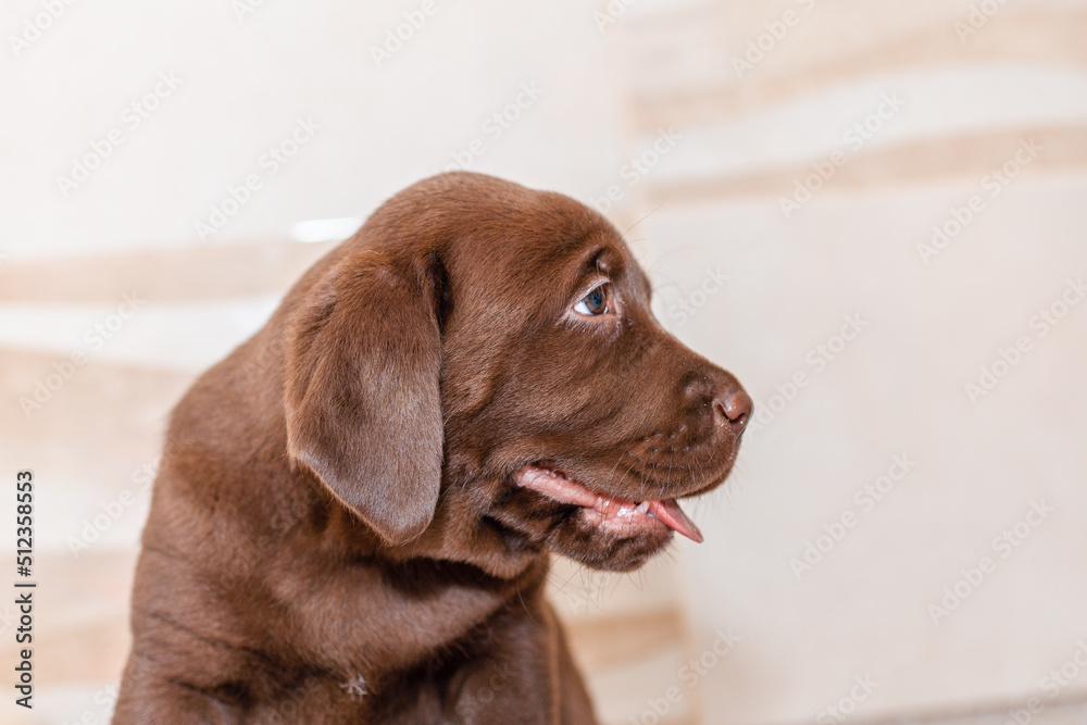 Labrador puppie,in front of blurred background.Closeup.Selective focus.Copy space. Labrador puppie,in front of blurred background.Closeup.Selective focus.Copy space.