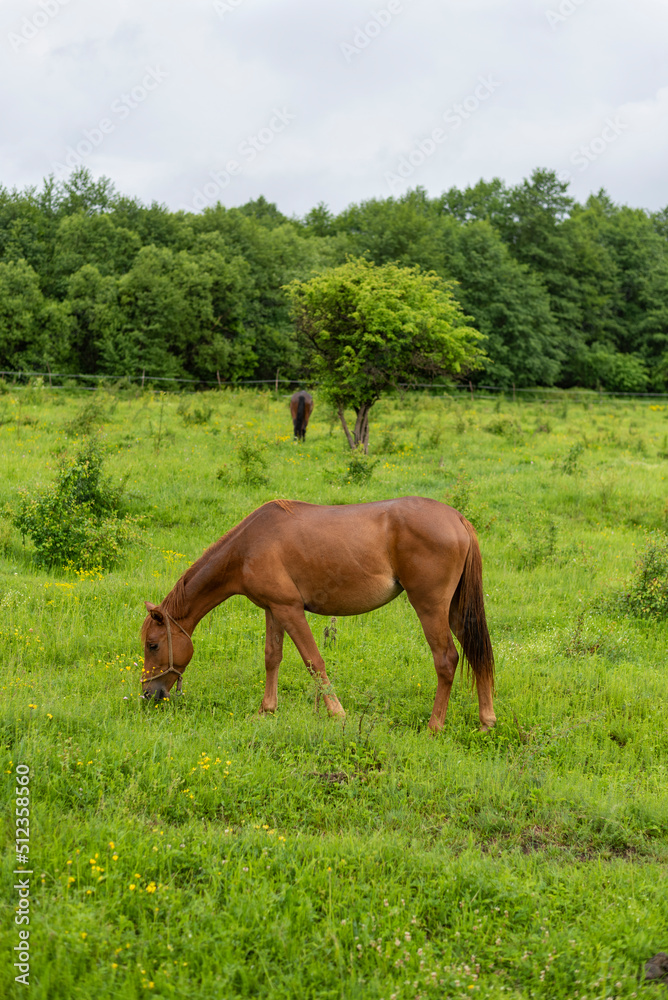 Mountain horse grazes grass on green meadow on cloudy summer day