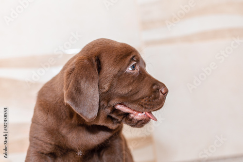 Labrador puppie,in front of blurred background.Closeup.Selective focus.Copy space.
