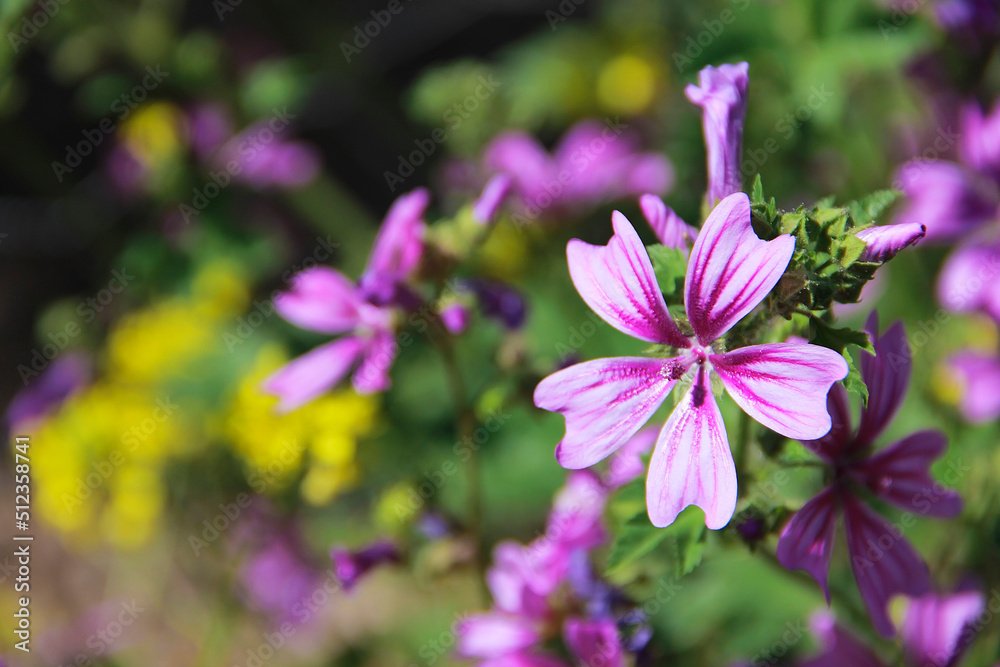 large pink flower mallow with large petals on a background of green leaves large pink flower mallow with large petals on a background of green leaves