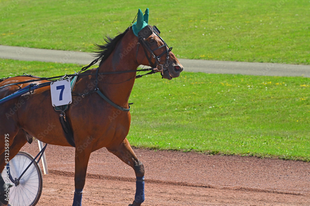 cheval, cheval de course
mammifère ,sport, hippisme, hippodrome,pur sang, cheval, cheval de course
mammifère ,sport, hippisme, hippodrome,pur sang,