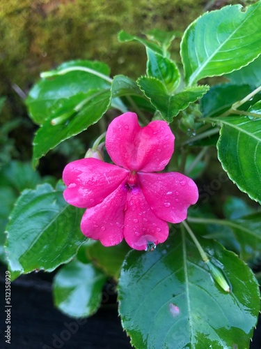 beautiful pink flowers are blooming in the garden