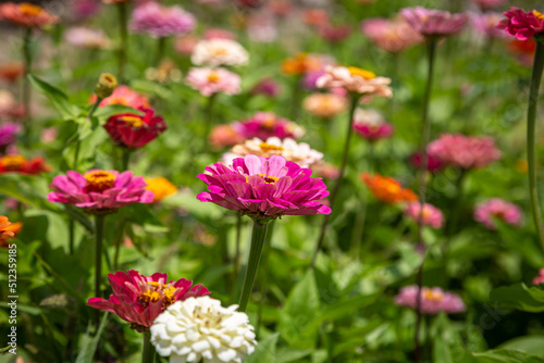 Pretty Zinnia Flowers, with a Shallow Depth of Field © lemanieh
