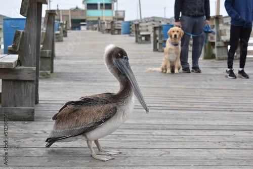 Brown Pelican on Avalon Pier photo