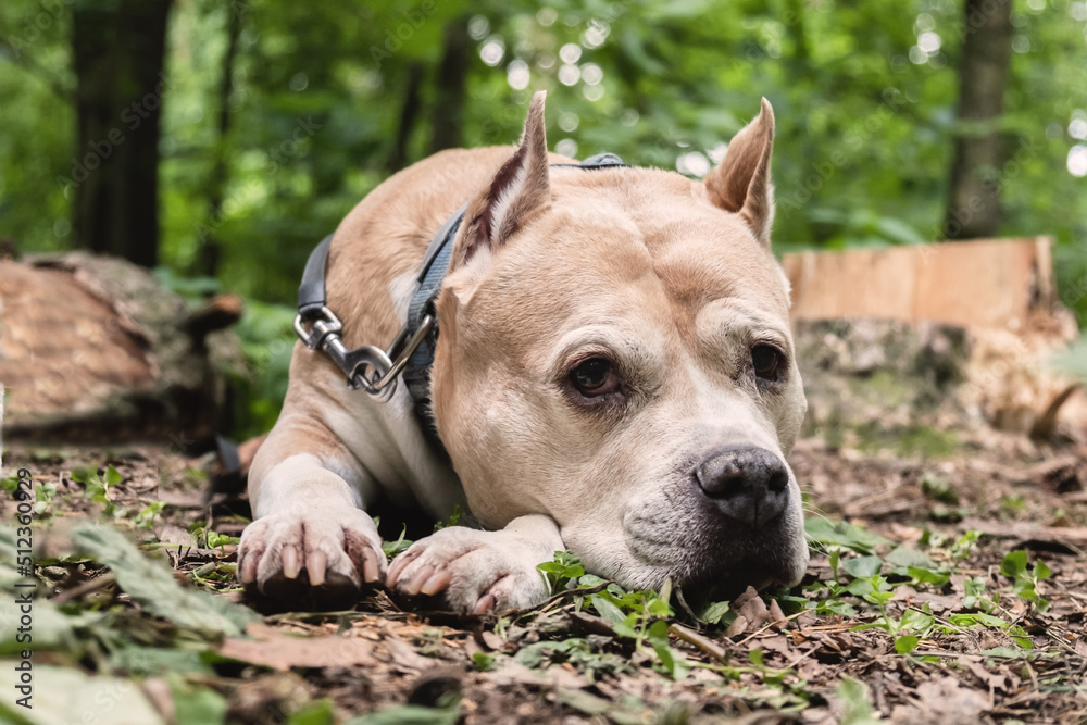 American Staffordshire dog lies on a forest path and looking at the camera. Walking with the dog in the city park. Portrait of a lying AmStaff.