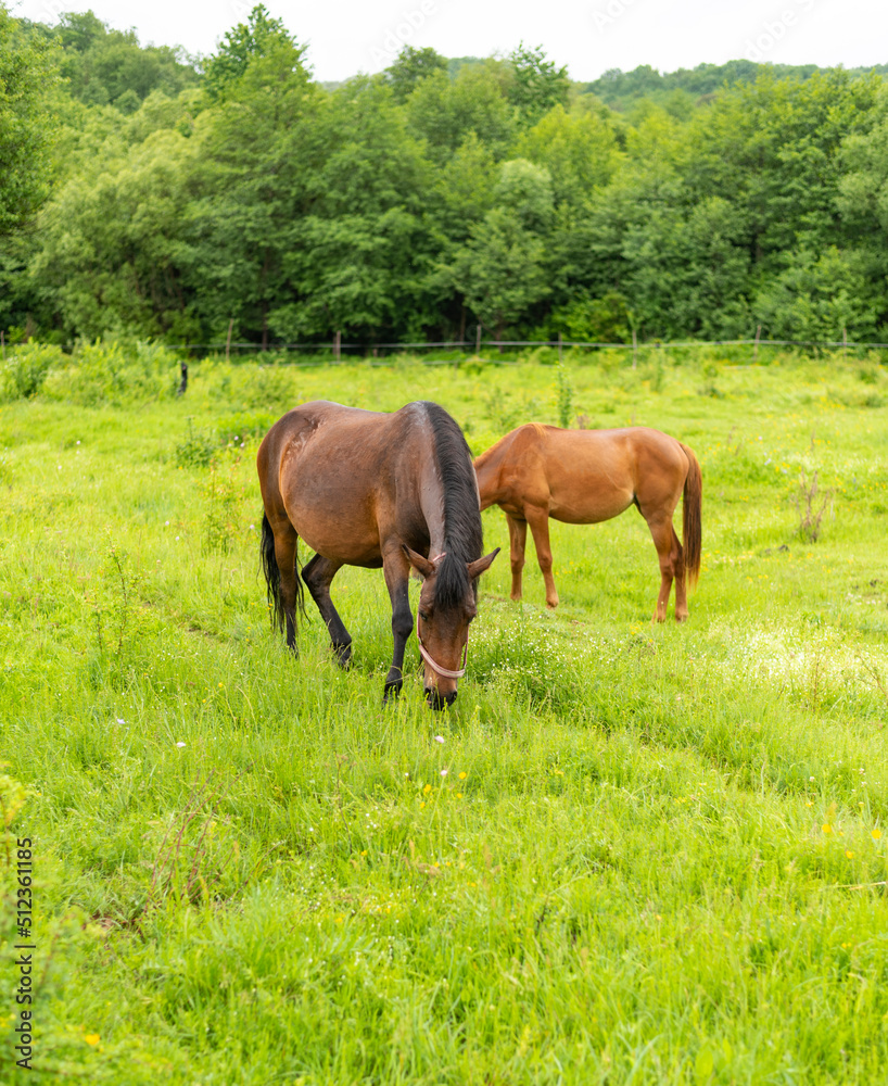 Mountain horses graze grass on green meadow on cloudy summer day Mountain horses graze grass on green meadow on cloudy summer day