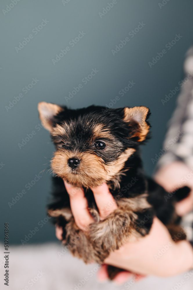 Portrait of Puppy in Hands on Blue Background. Yorkshire Terrier Multicolored. Pet Dog Care Concept Portrait of Puppy in Hands on Blue Background. Yorkshire Terrier Multicolored. Pet Dog Care Concept