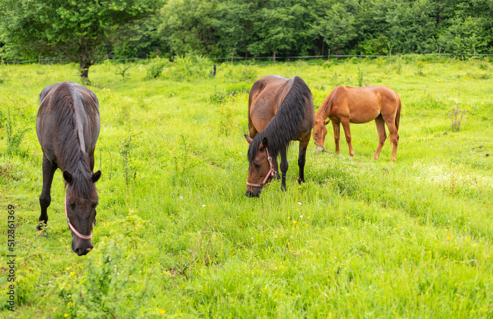 Mountain horses graze grass on green meadow on cloudy summer day Mountain horses graze grass on green meadow on cloudy summer day