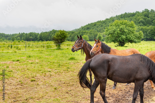 Mountain horses graze grass on green meadow on cloudy summer day © rastkobelic