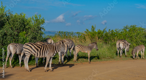 Zebras im Naturreservat Hluhluwe Nationalpark S  dafrika