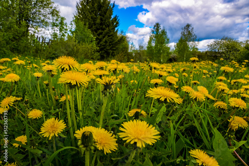 a field with yellow dandelions in the spring afternoon bloom against the background of trees on the field © SERGEY IVANOV