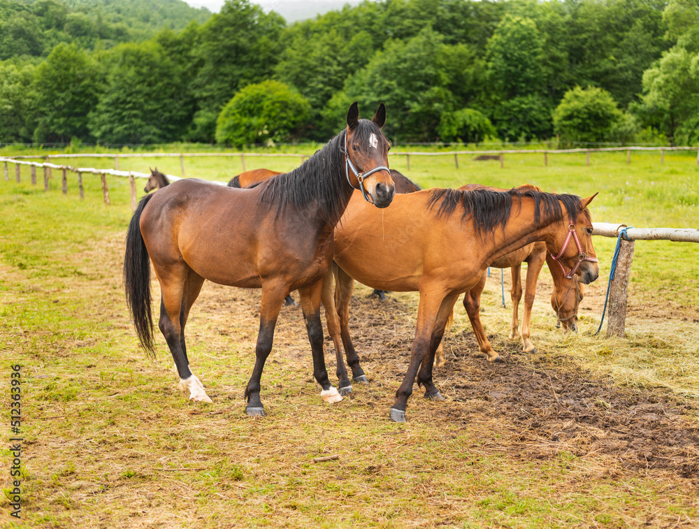 Mountain horses graze grass on green meadow on cloudy summer day Mountain horses graze grass on green meadow on cloudy summer day