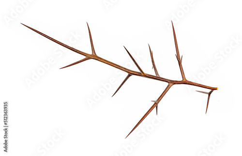 Acacia tree branch with thorns isolated on white background