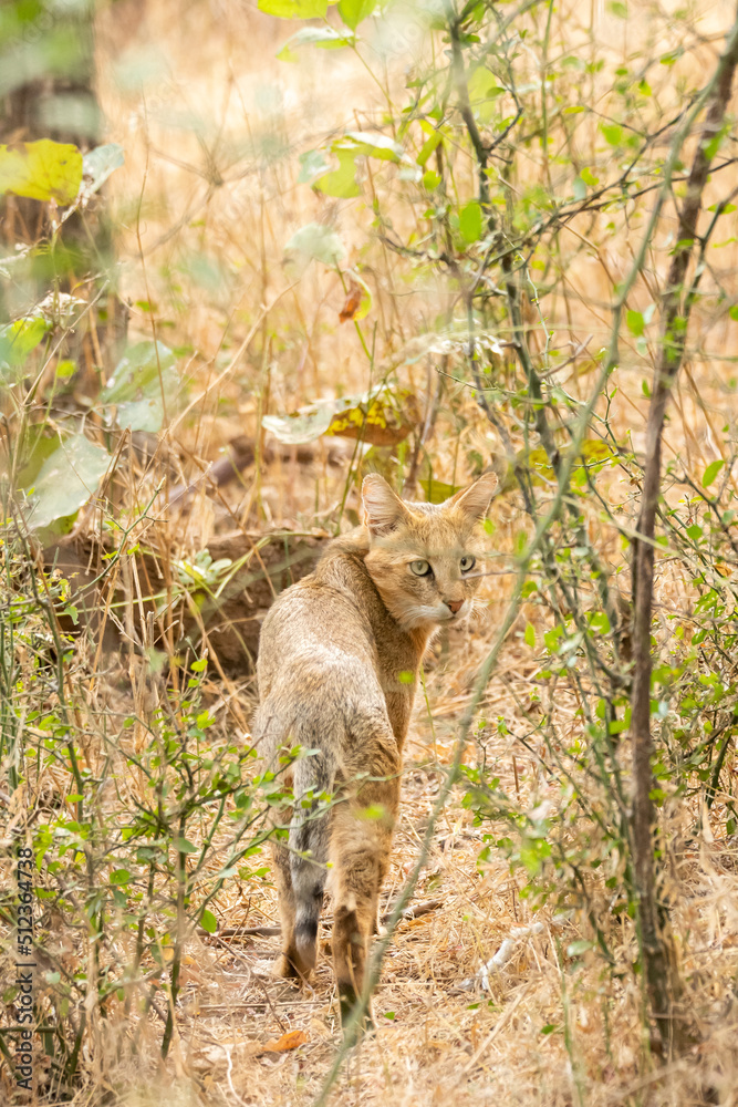 A jungle cat walking through the bush inside Ranthambore National Park during a wildlife safari A jungle cat walking through the bush inside Ranthambore National Park during a wildlife safari