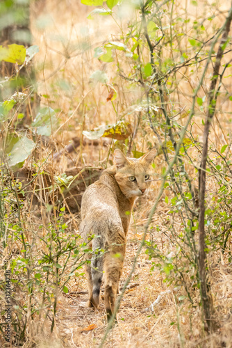 A jungle cat walking through the bush inside Ranthambore National Park during a wildlife safari