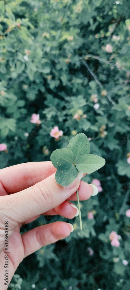 Four-leaf clover in hand on a background of green grass. Lucky clover. Concept for the holiday of St. Patrick's Day. vertical photo