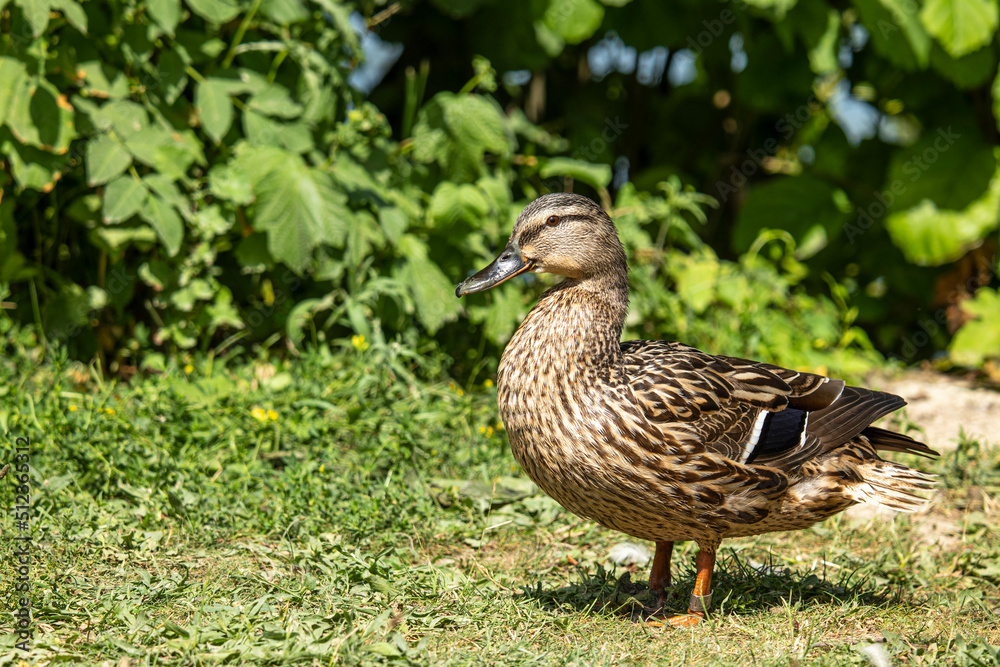 Portrait of a standing, female mallard with a natural, green background Portrait of a standing, female mallard with a natural, green background