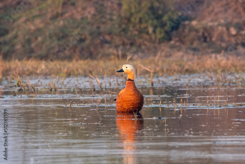 A rudy shelduck swimming in the marshy waters of Keoladeo National Park during a winter morning.