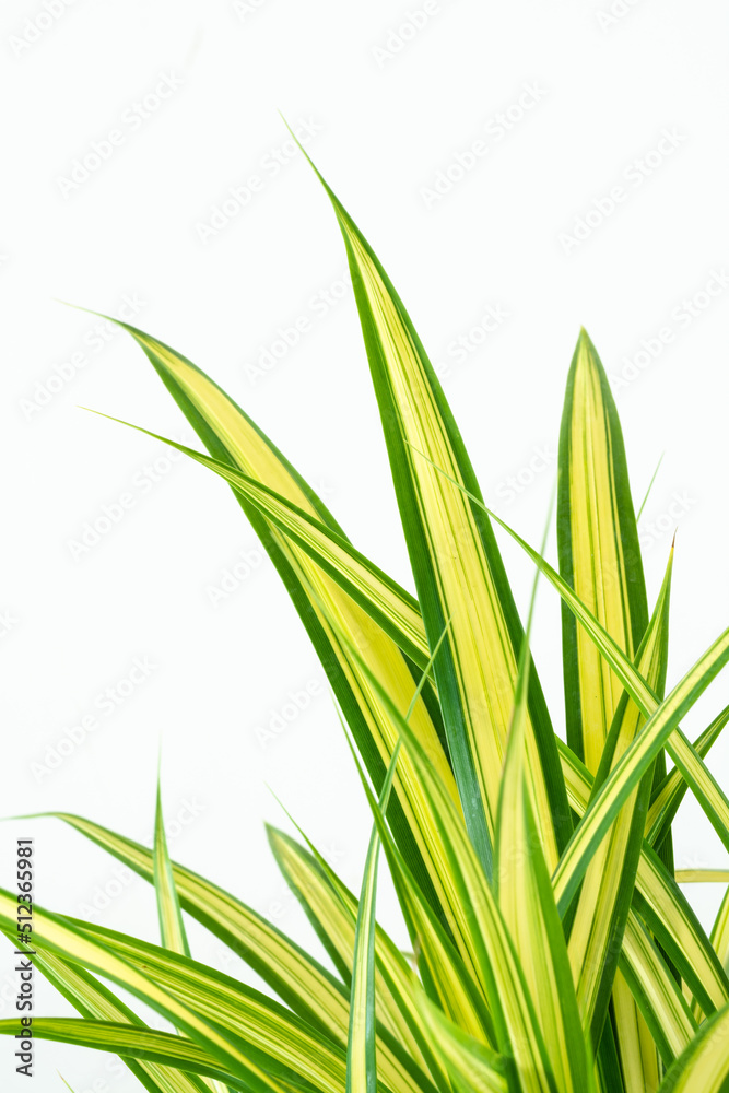 Fototapeta premium Closup of screw pine auspicious plant commonly planted in garden. Pandanus sanderi Sander ex M.T. Mast “. Screw pine in black plastic pot on wood table.