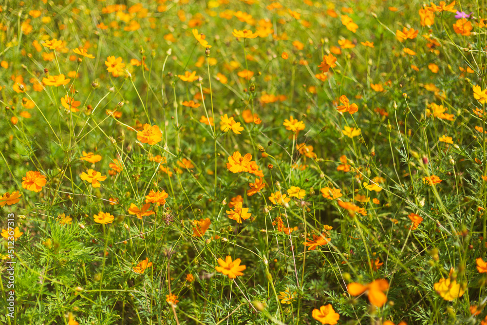 The beautiful yellow flowers are beautifully blossomed.