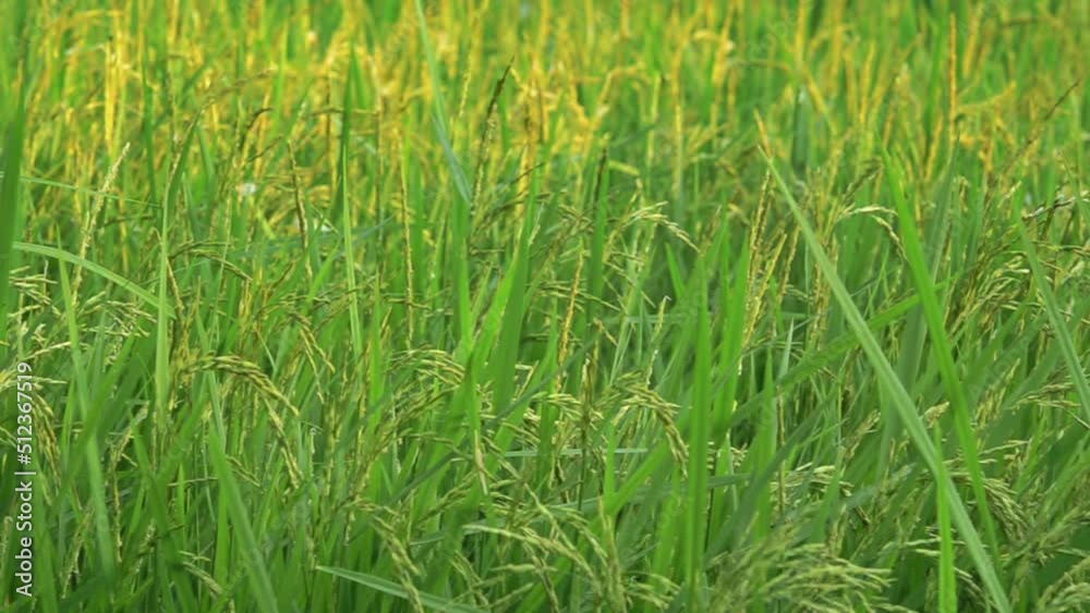 close up of yellow green rice field close up of yellow green rice field