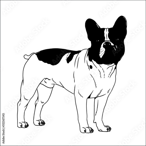 Cute french bulldog vector drawing. Isolated illustration with the dog.